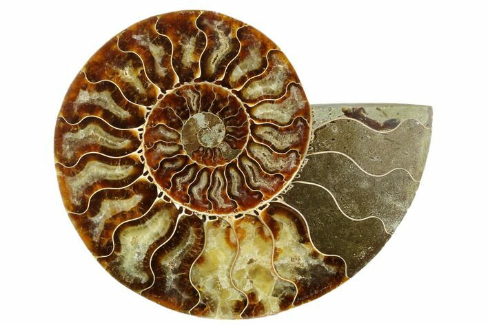 Cut & Polished Ammonite Fossil (Half) - Madagascar #187370